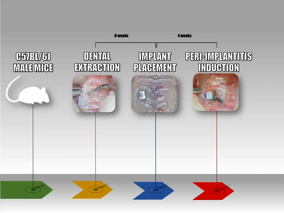 Experimental Model of Ligature-Induced Peri-Implantitis in Mice