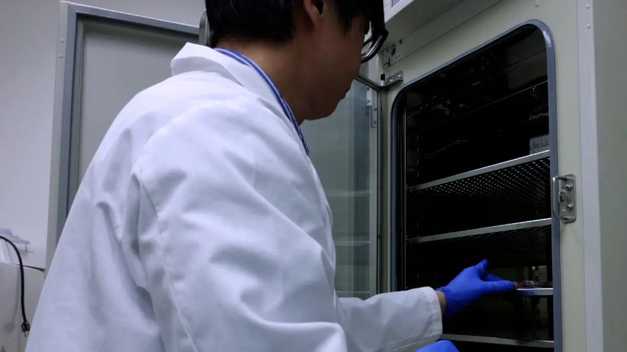 Monitoring Circadian Oscillations with a Bioluminescence Reporter in Organoids