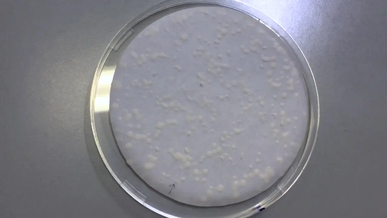 Isolating Interaction-Null&#47;Impaired Mutants Using the Yeast Two-Hybrid Assay