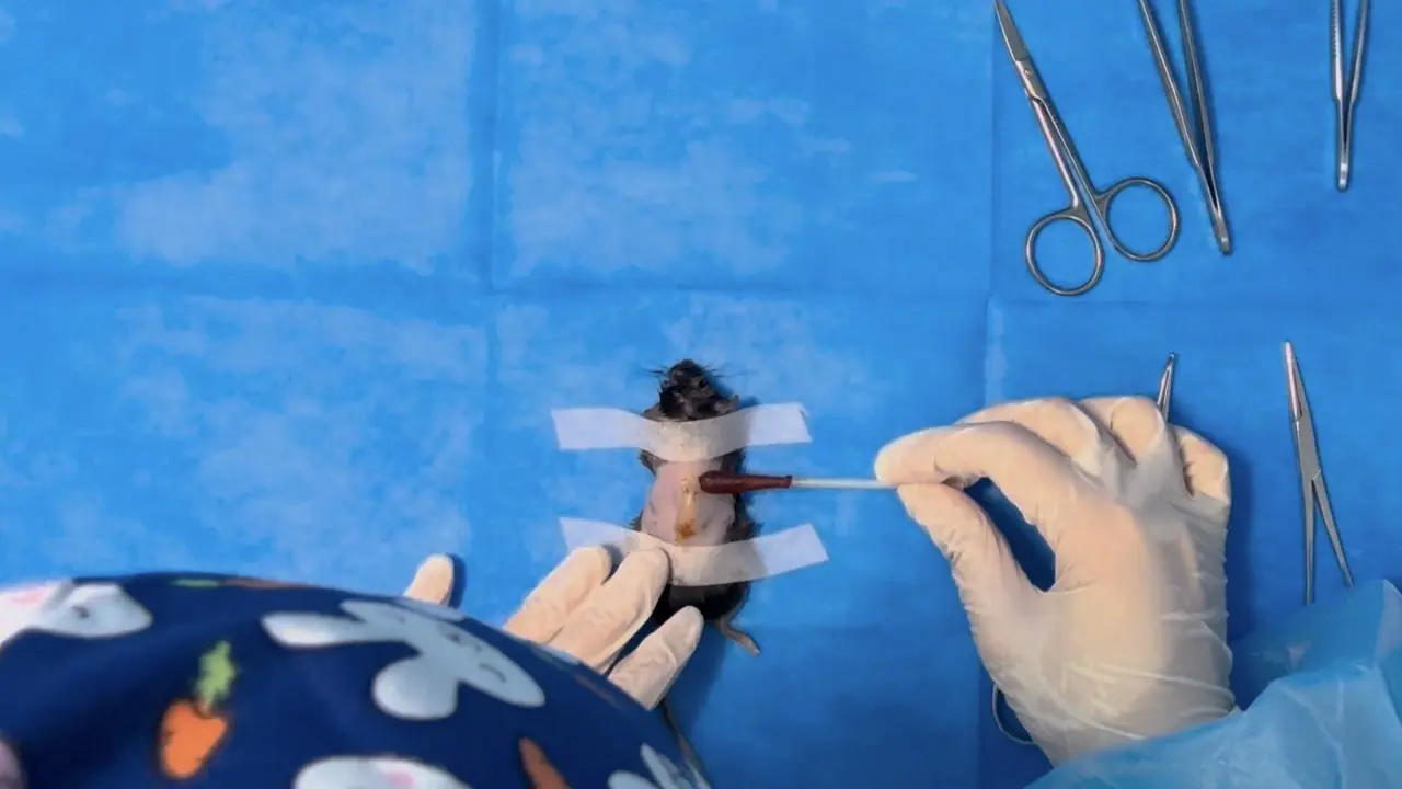 Mouse Wound Models and Preparation of Single-Cell Suspensions 