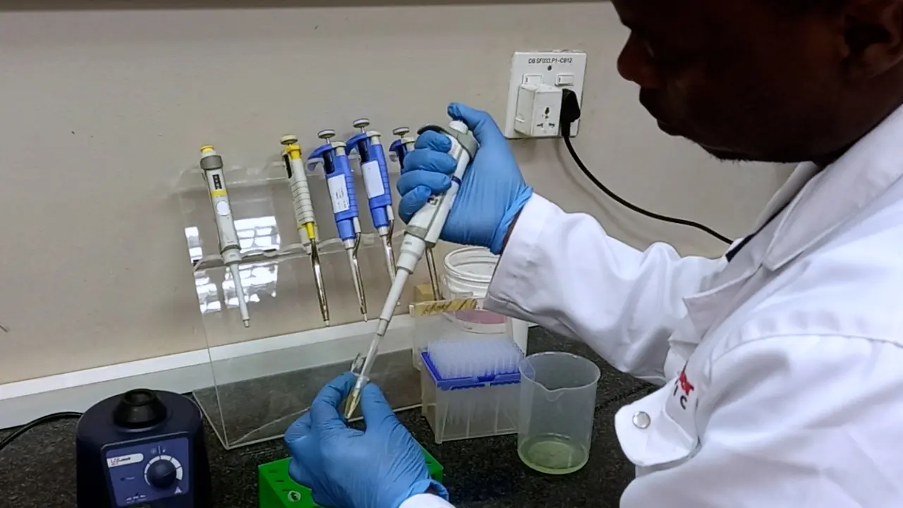 <i>Escherichia coli </i>-Based Complementation Assay to Study the Chaperone Function of Heat Shock Protein 70