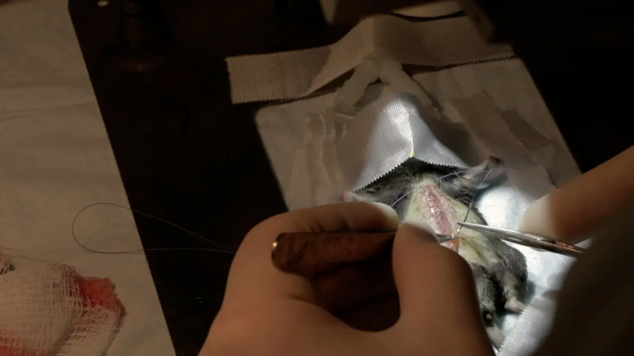 Extended 78&#37; Hepatectomy in a Mouse Surgical Model