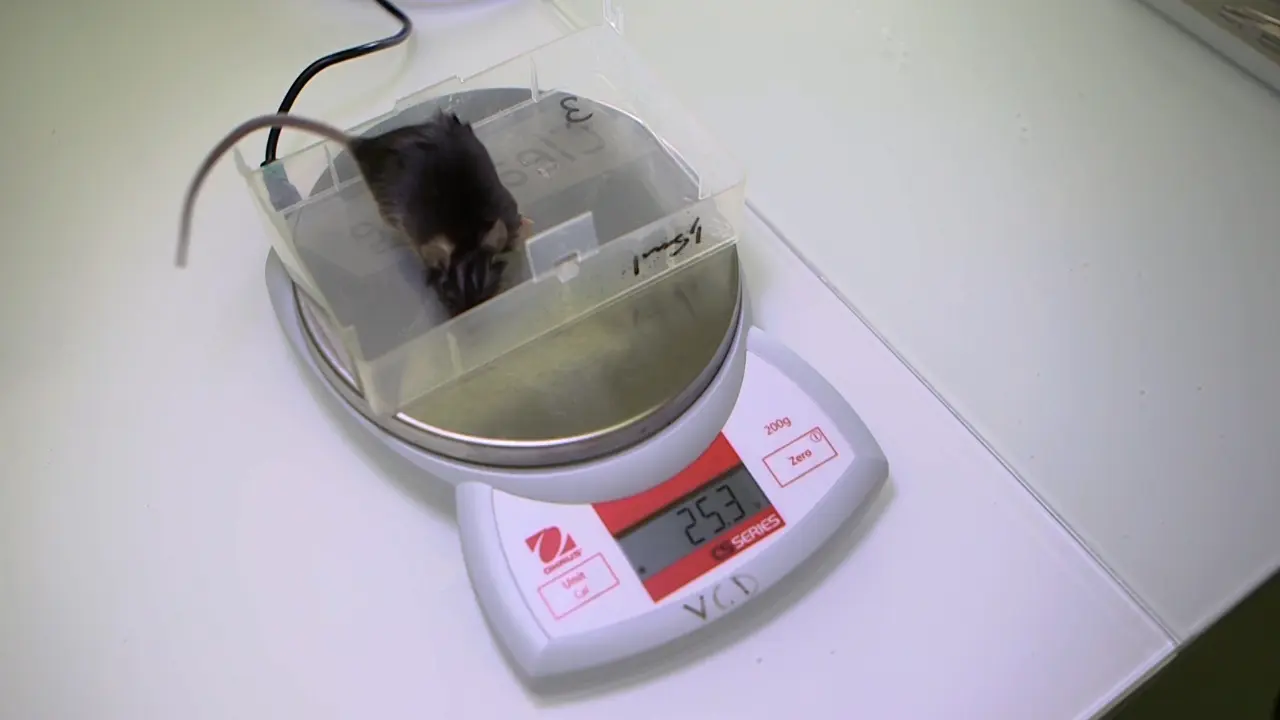 Less-Invasive Technique for Non-stabilized Mandibular Fracture in Mouse Models