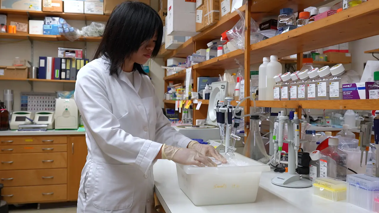 Isolating Immune Cells from Mouse Brain and Skull