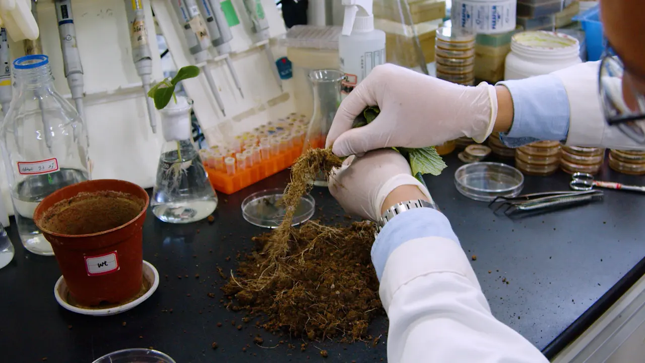 An Approach to Constructing Multispecies Biofilm Communities from Rhizosphere Soil