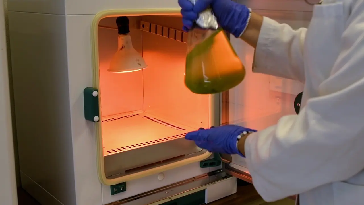 Evaluation of the Effect of Growth Factors on Chlorophylls <i>a</i> and <i>b</i> Production from Microalgae
