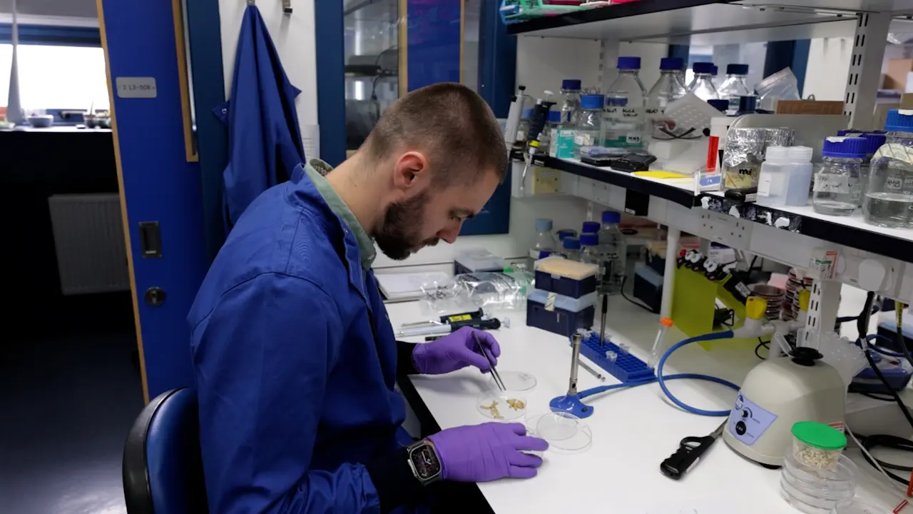 <i>Galleria mellonella</i> as an Antimicrobial Screening Model