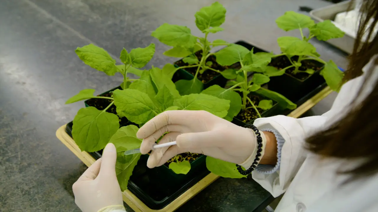 Confocal Microscopy Analysis of Protein Sorting to Plasmodesmata in <i>Nicotiana benthamiana</i>