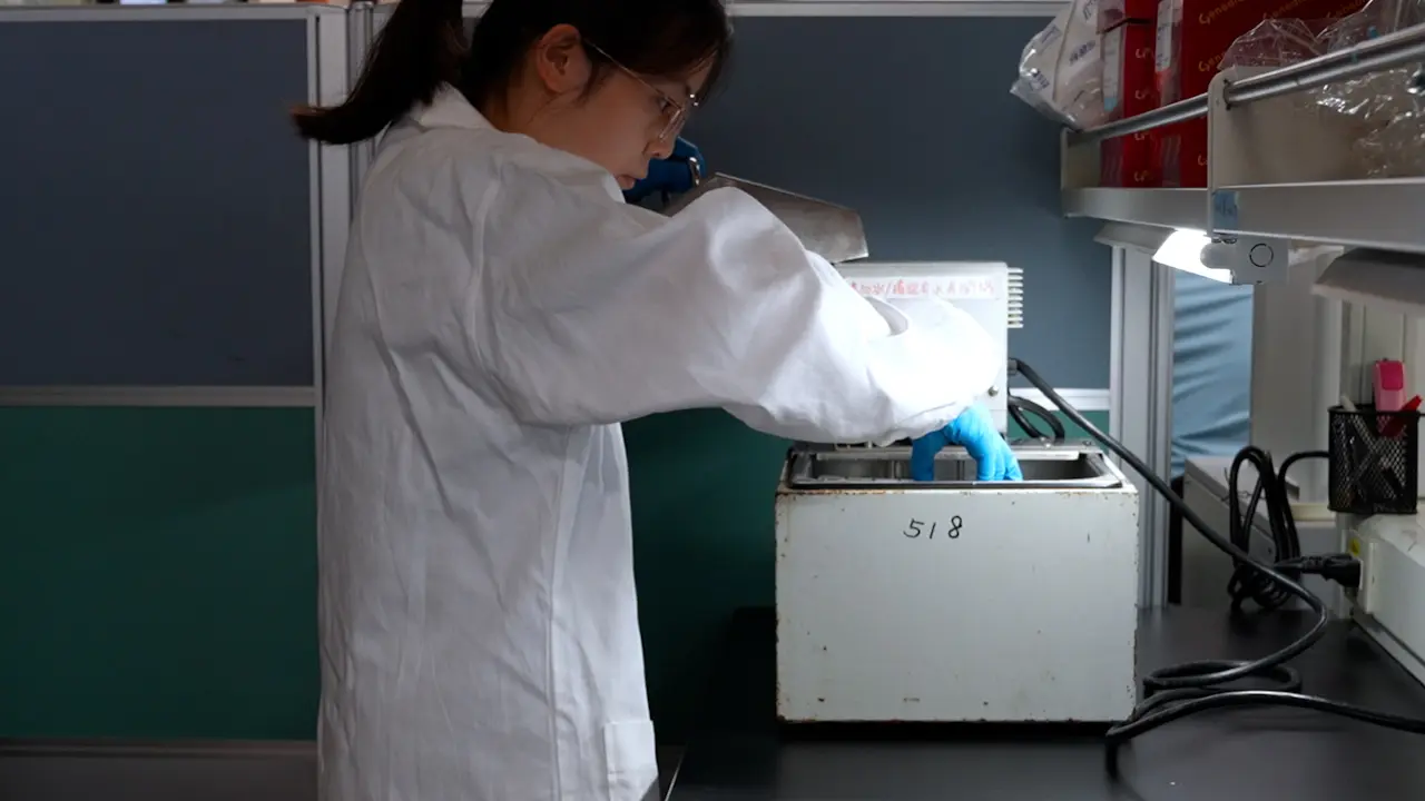 Translation Efficiency Test Using Polysome Profiles Under Heat Stress