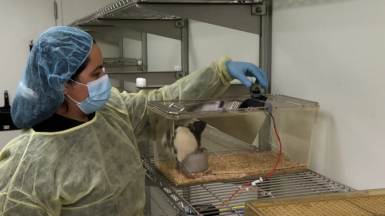 Modeling Alcohol Consumption in Rodents Using Two-Bottle Choice Home Cage Drinking and Microstructural Analysis