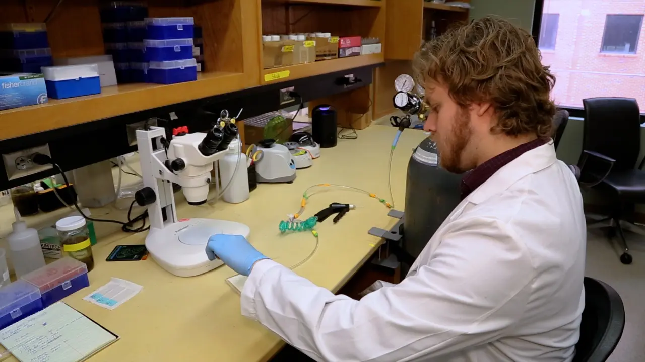 Direct Cryosectioning of <em>Drosophila</em> Heads for Enhanced Brain Fluorescence Staining and Immunostaining