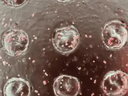 Shrinky-Dink Hanging Drops: A Simple Way to Form and Culture Embryoid Bodies