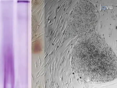 Probing for Mitochondrial Complex Activity in Human Embryonic Stem Cells