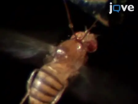 Operant Learning of Drosophila at the Torque Meter