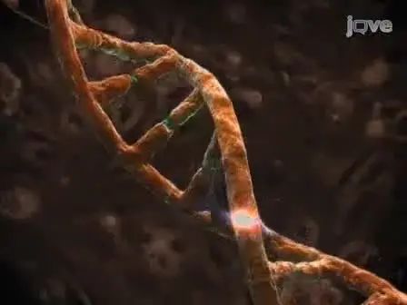 Generating iPS Cells from MEFS through Forced Expression of Sox-2, Oct-4, c-Myc, and Klf4