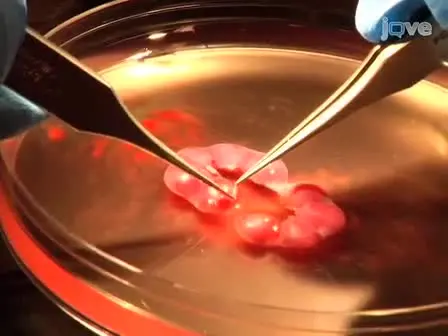 Isolation of Early Hematopoietic Stem Cells from Murine Yolk Sac and AGM