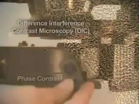 Phase Contrast and Differential Interference Contrast (DIC) Microscopy