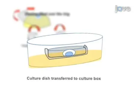 Method for Culture of Early Chick Embryos ex vivo (New Culture)