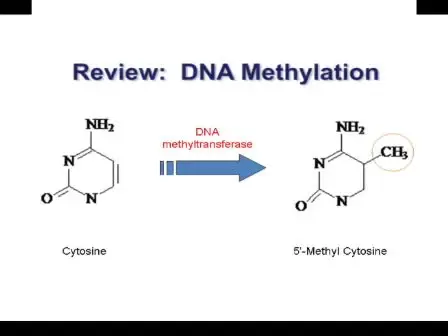Methylated DNA Immunoprecipitation