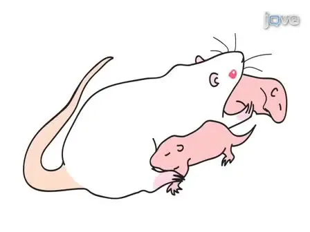 The Hypoxic Ischemic Encephalopathy Model of Perinatal Ischemia