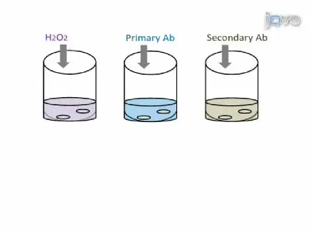 Method for Whole Mount Antibody Staining in Chick