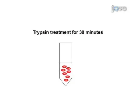 Protocol for Culturing Sympathetic Neurons from Rat Superior Cervical Ganglia (SCG)