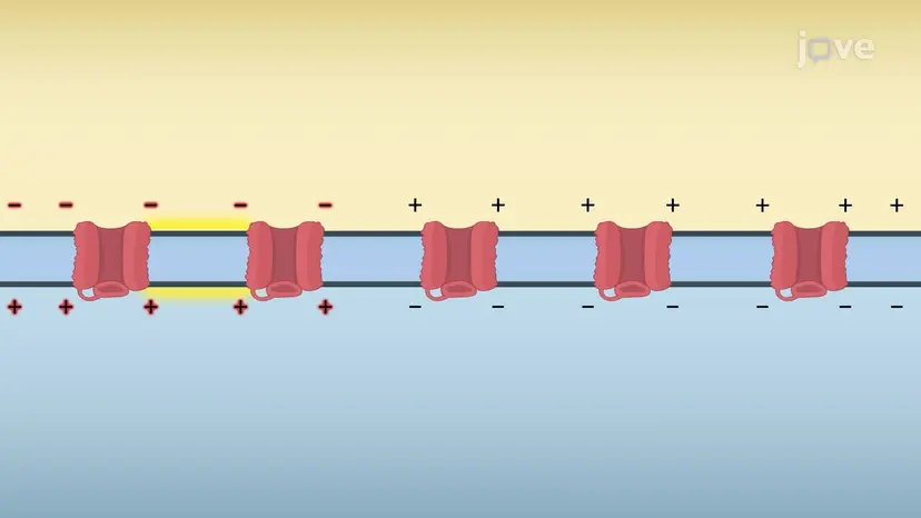 Propagation of Action Potentials