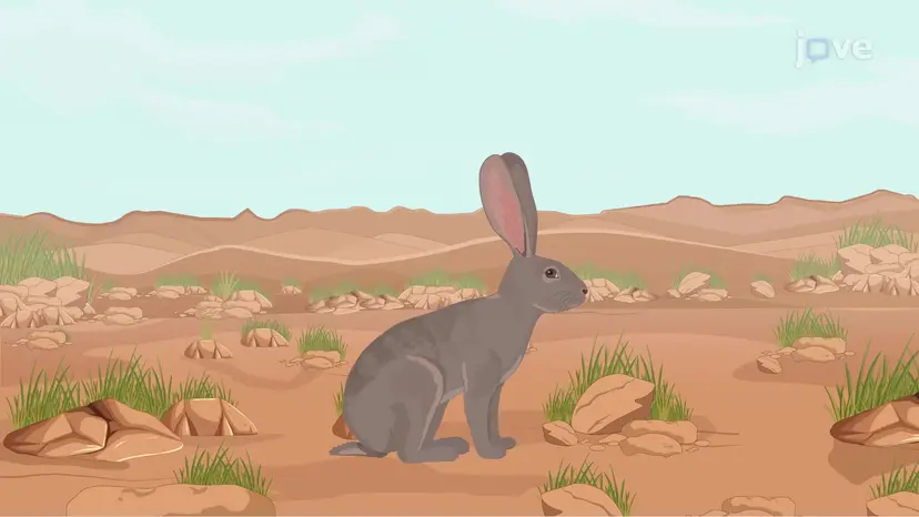 Características da vida