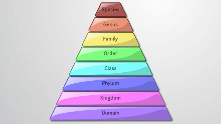 Taxonomia
