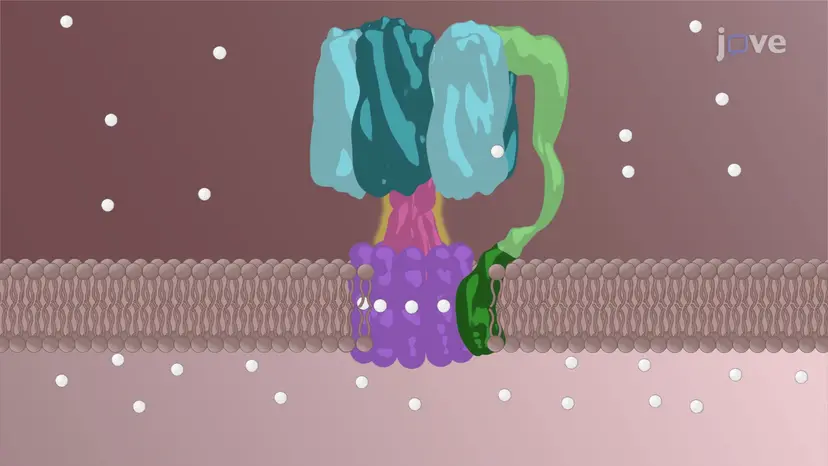 Chemiosmosis
