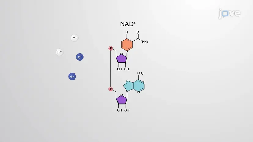 Electron Carriers