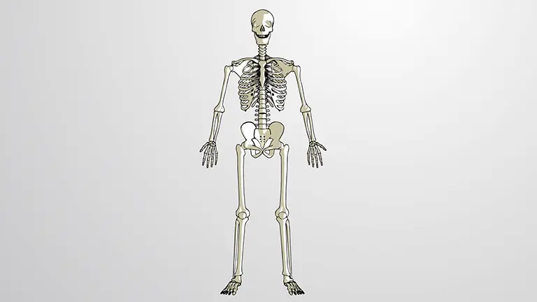 骨格系とは？