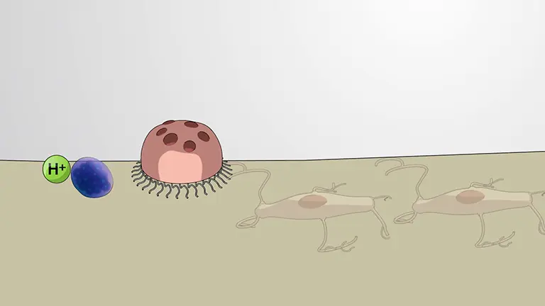 骨再形成