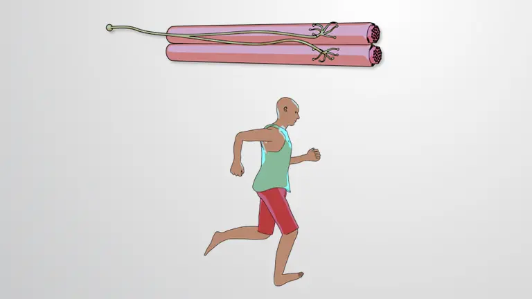 骨格筋線維の分類
