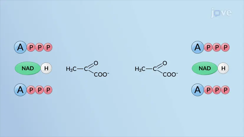 Outcomes of Glycolysis