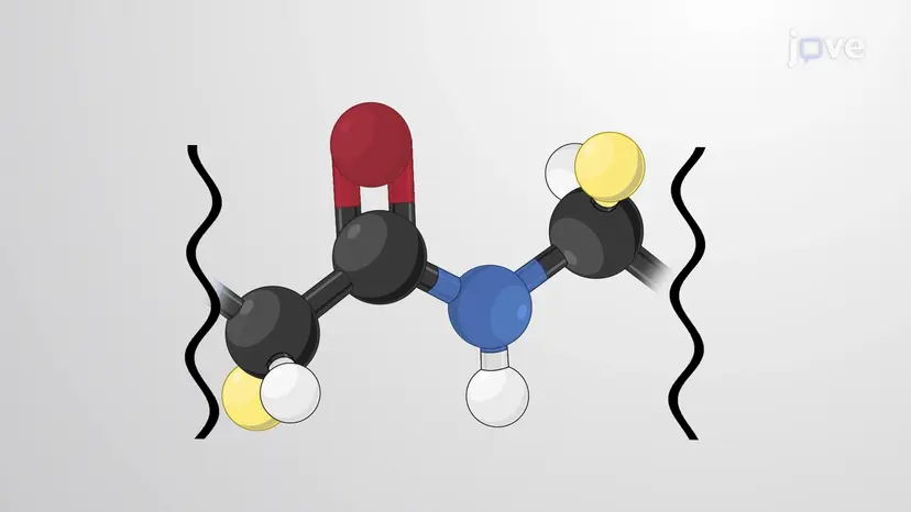 Liaisons peptidiques