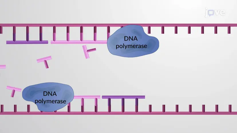 Réplication de l'ADN