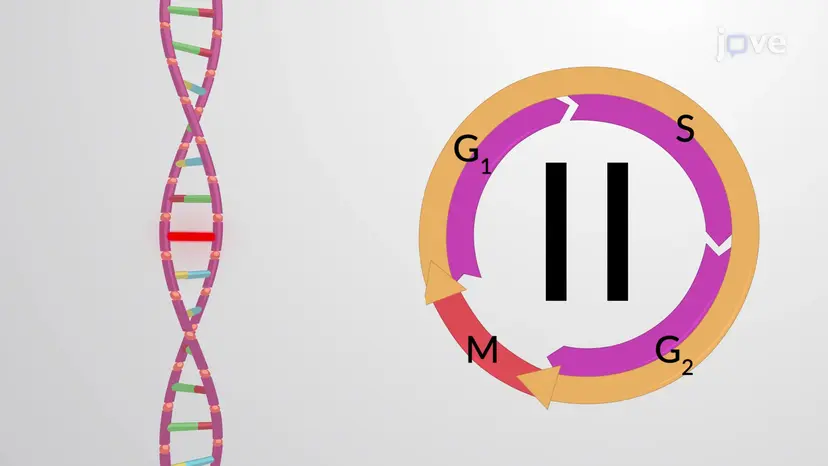 Danos no DNA podem Paralisar o Ciclo Celular