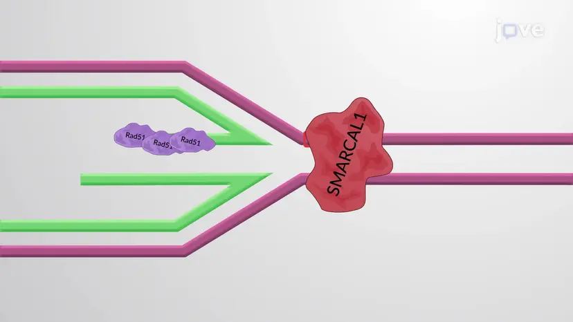 Reiniciando Forquilhas de Replicação Paralisadas