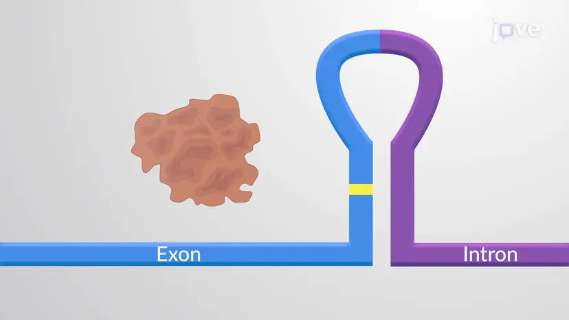 עריכת RNA
