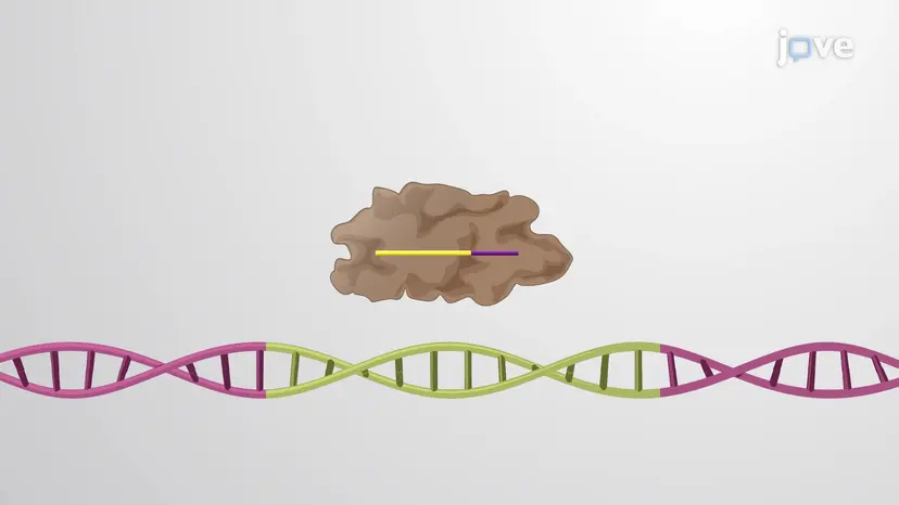 קריספר ו-crRNA