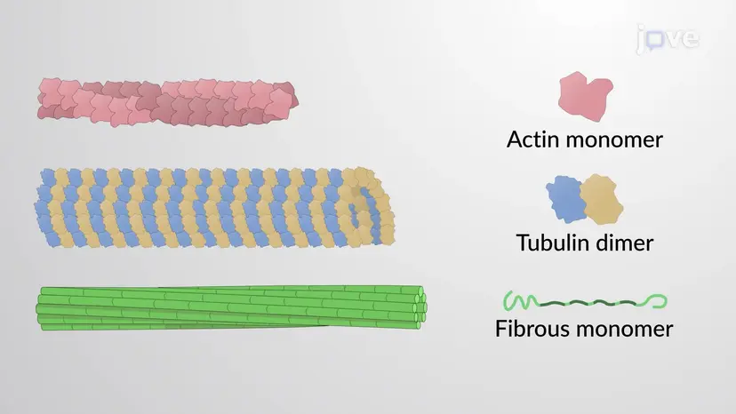 Assembly of Cytoskeletal Filaments
