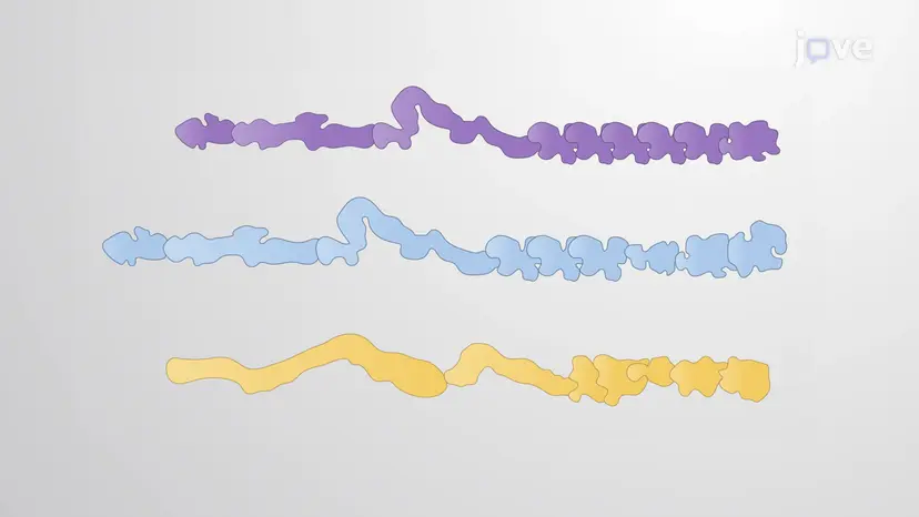Cytoskeletal Linker Proteins - Plakins