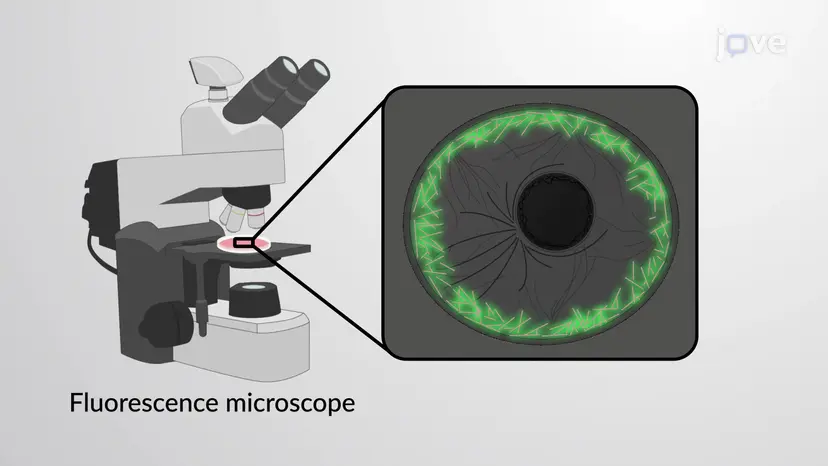 Studying the Cytoskeleton