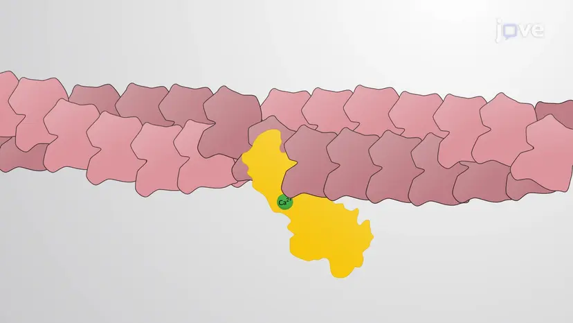 Actin Filament Depolymerization