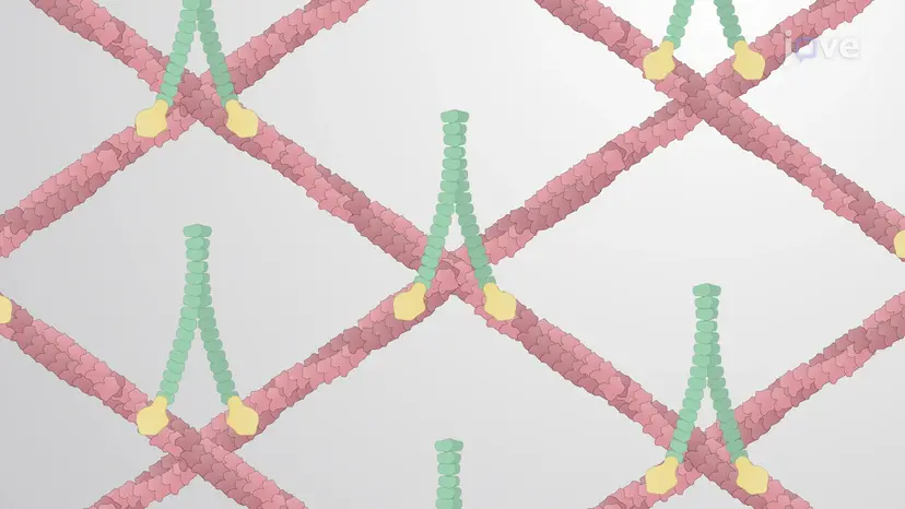 Formation of Higher-order Actin Filaments