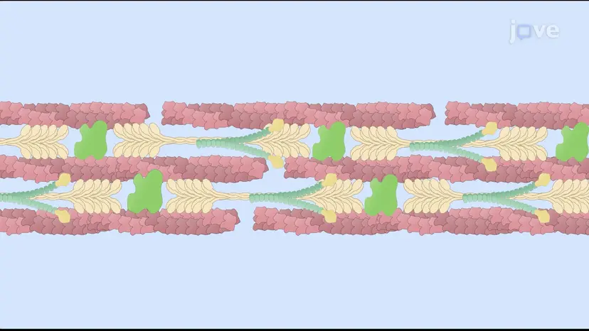 The Role of Actin and Myosin in Non-muscle Cells