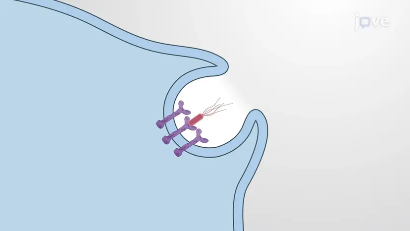 Fagocitosis