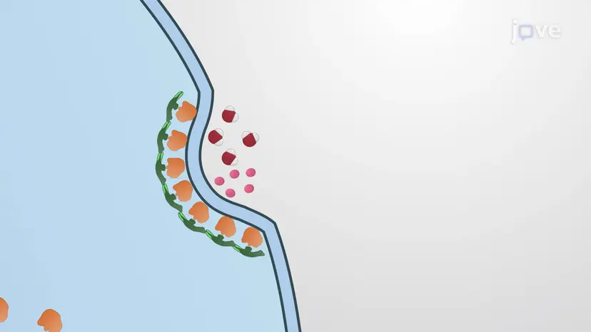 Pinocitosis
