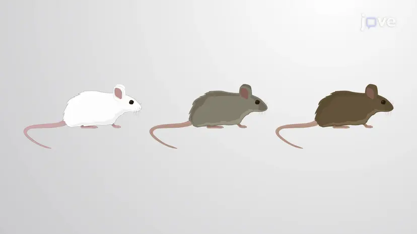 Tödliche Allele